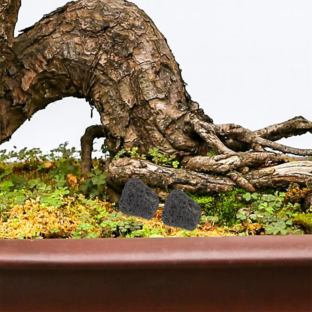 Planted Aquarium With Rocks - Piedras Volcánicas Naturales para Acuarios, Piedras