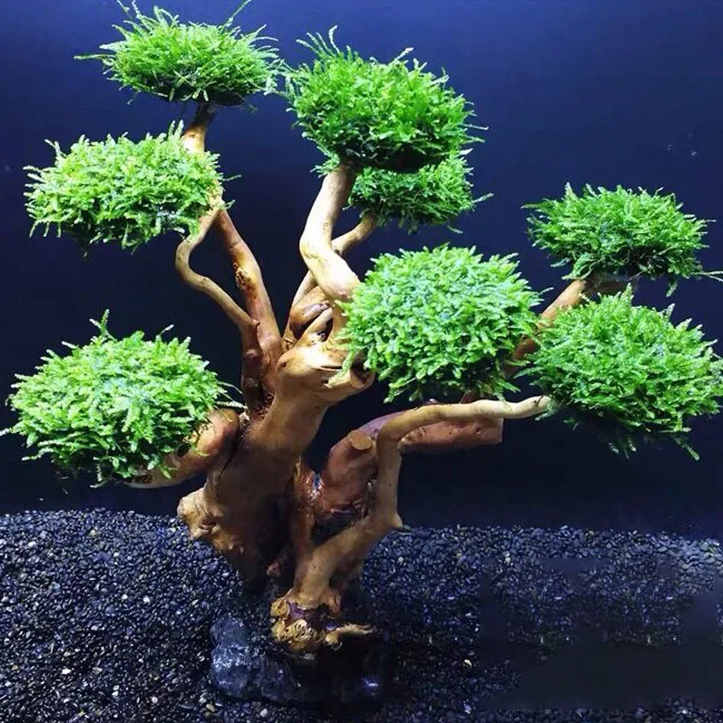 Planted Aquarium Without Fish - Decoración para Acuario, Musgo, Árbol, Raíz