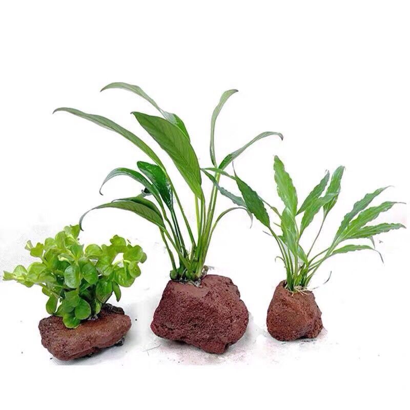 Agujero abierto, roca, pescado - Planted Aquarium With Rocks reseña y precio