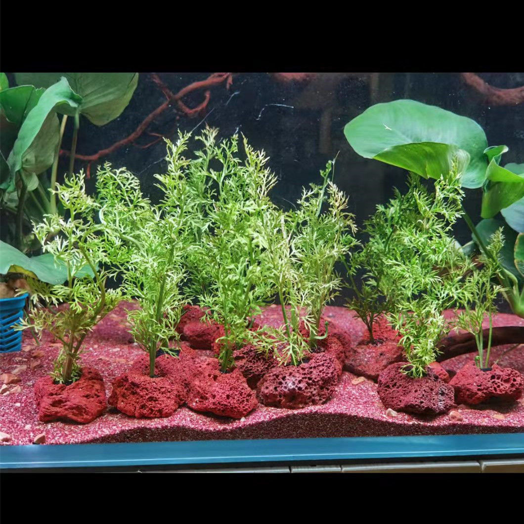 Agujero abierto, roca, pescado - Planted Aquarium With Rocks reseña y precio
