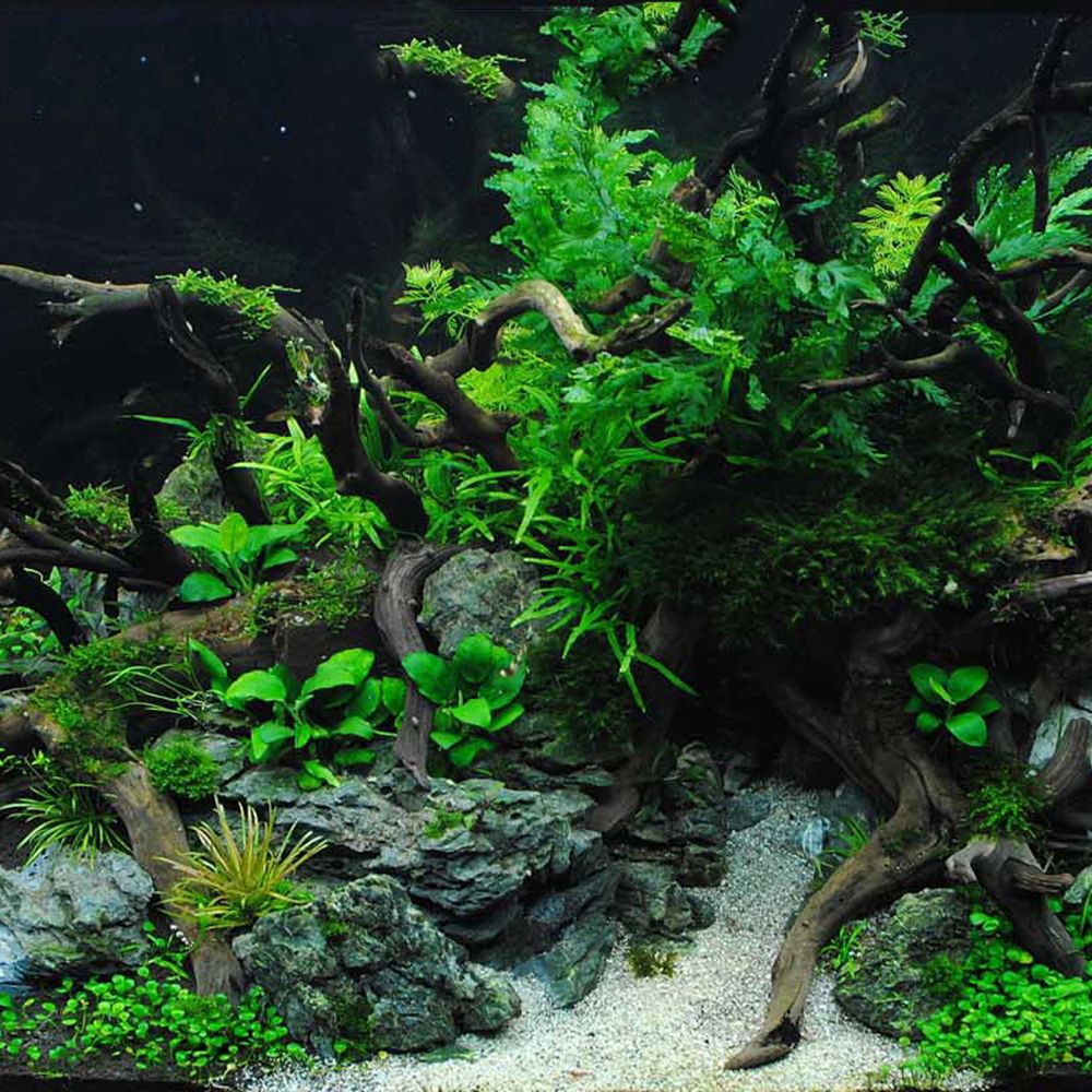 Tronco de madera N1N para terr - Aquarium Plant Rings reseña y precio
