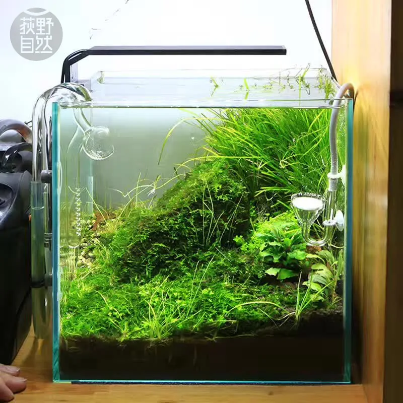 Chihiros Serie C Planta estilo - Aquarium Plant Diseases reseña y precio