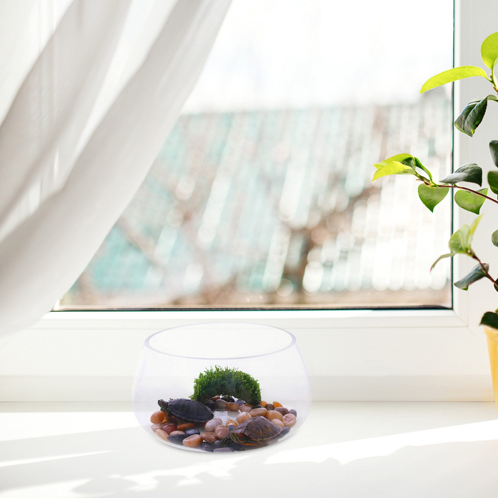 Mini Acuario Redondo de Vidrio - Aquarium Planted Shop reseña y precio