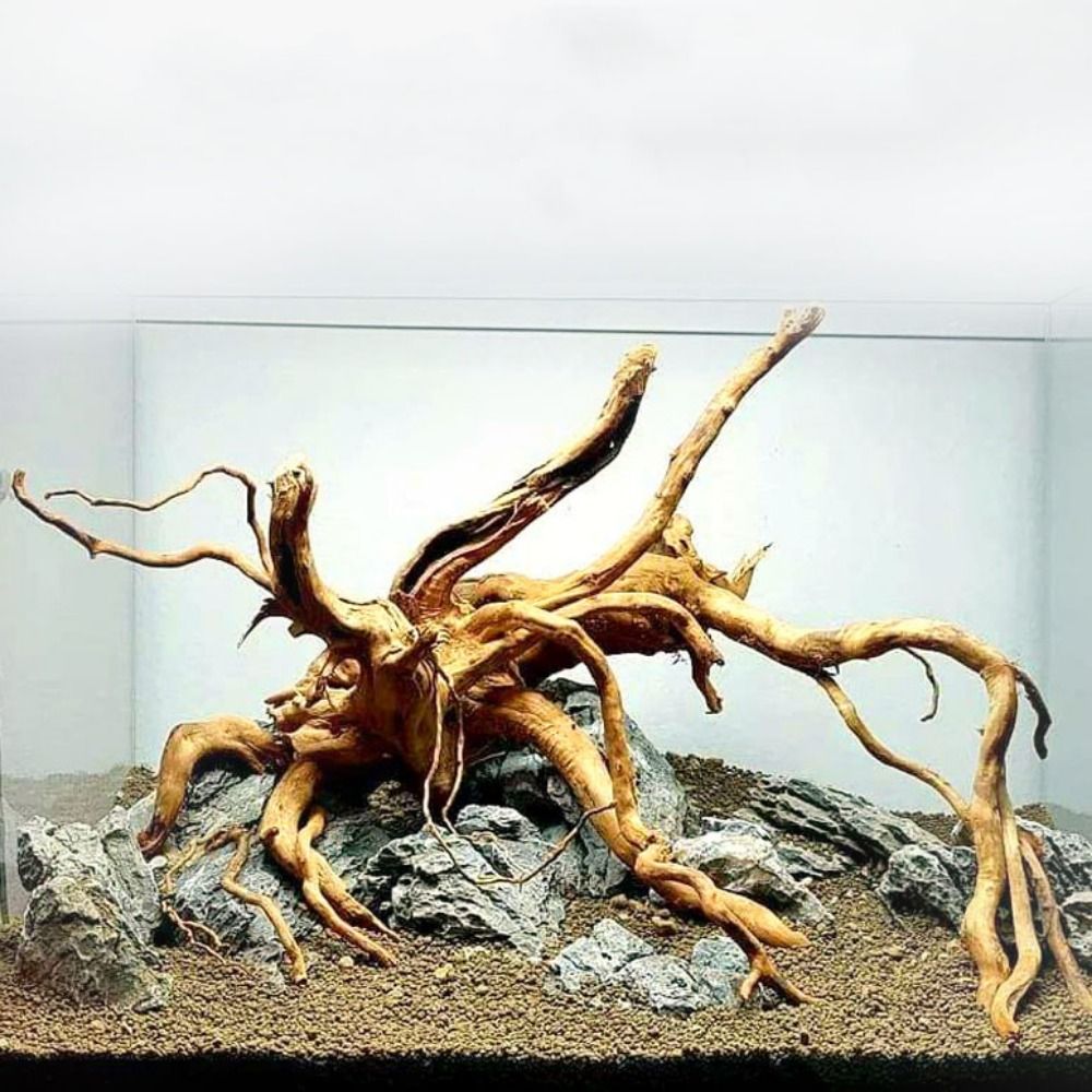 Decoración de tronco de árbol  - Aquarium Plant Rings reseña y precio