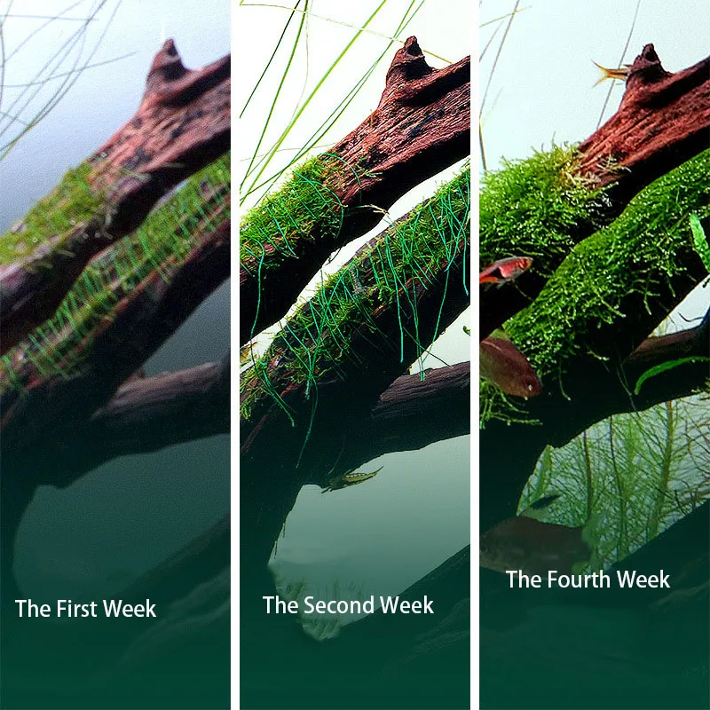 Hilo de Musgo Biodegradable pa - Planted Aquarium With Rocks reseña y precio