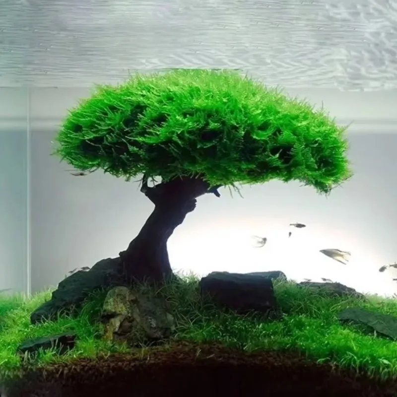 Planta decorativa para acuario - Planted Aquarium Without Fish reseña y precio